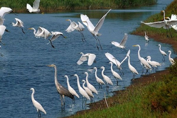 Vườn Quốc gia Xuân Thủy - nơi có hệ sinh thái động thực vật đa dạng