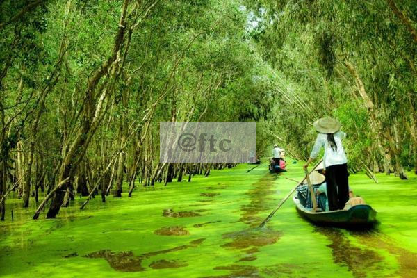 Ngao du qua rừng tràm khi du lịch miền tây