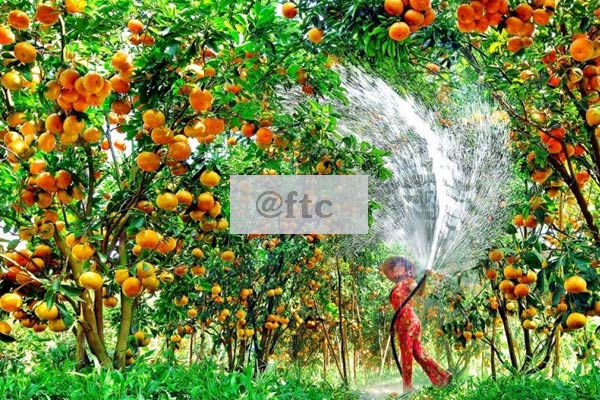 Thăm vườn trái cây miền Tây